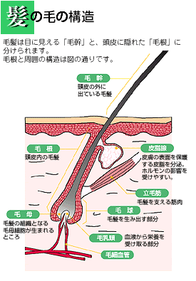 お子様の円形脱毛症 アプランの子供用かつら かつら ウィッグ製造販売のアプラン